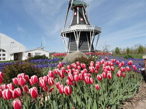 Veldheer tulip garden - 801 views, 65 likes, 12 loves, 13 comments, 5 shares, Facebook Watch Videos from Veldheer Tulip Garden: What is there to see at Veldheer Tulip Garden?...